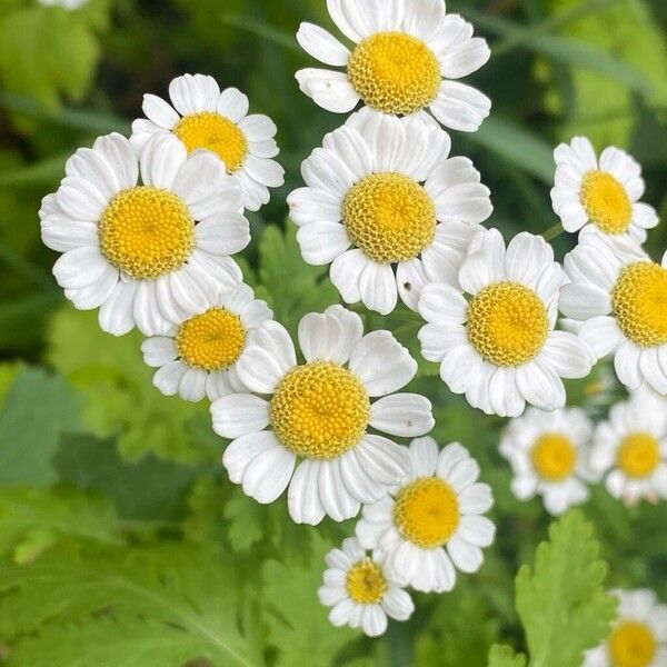 Tanacetum parthenium Flower