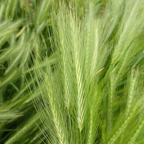 Hordeum murinum Floare