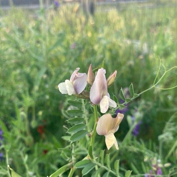 Vicia grandiflora Habit