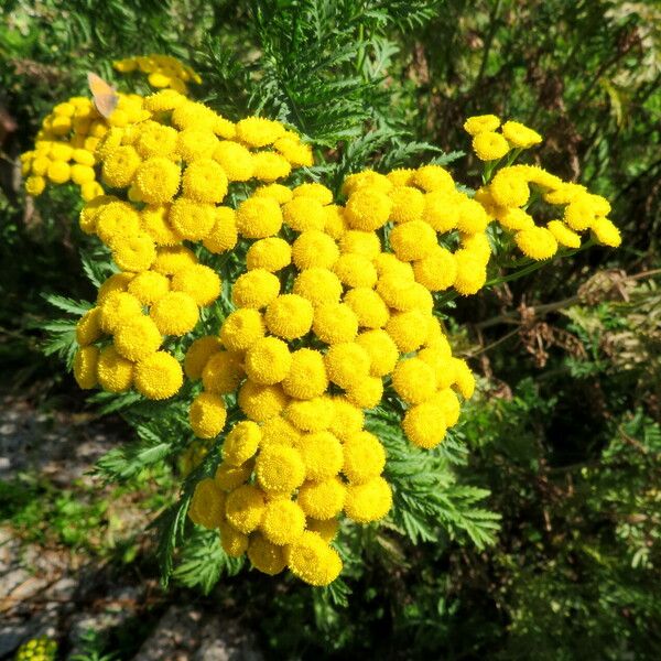 Tanacetum vulgare Цветок