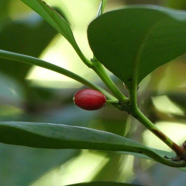 Erythroxylum coca Frugt