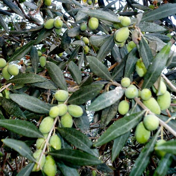 Olea europaea ᱡᱚ