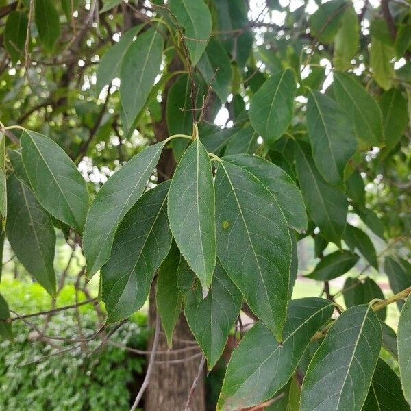 Ehretia acuminata पत्ता