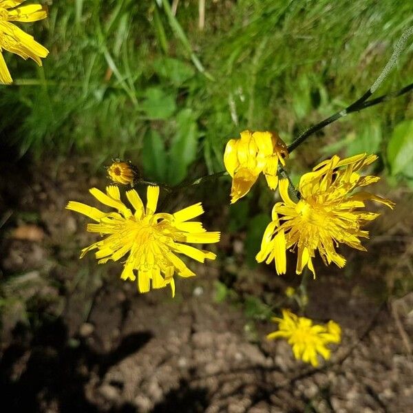 Hieracium murorum Kvet