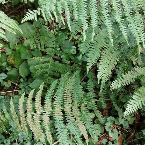 Athyrium filix-femina Fuelha