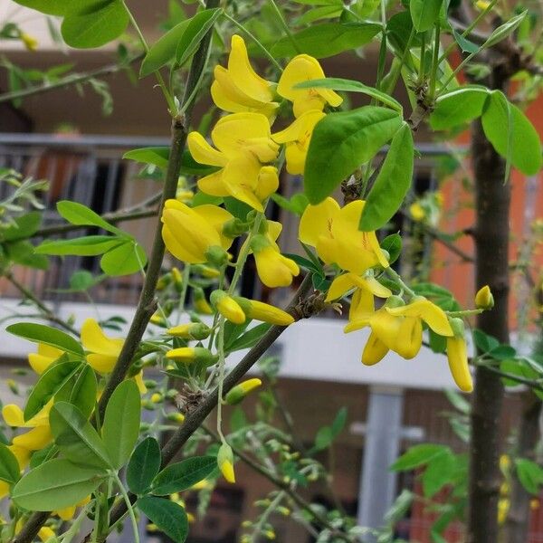 Laburnum anagyroides Blomst