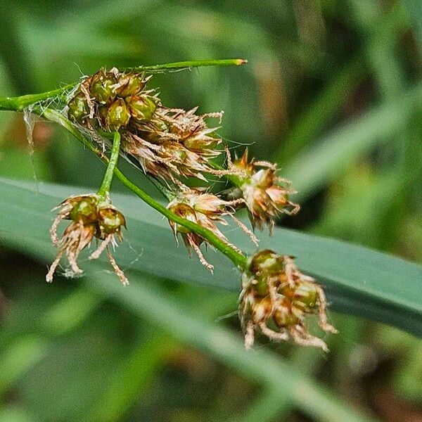 Luzula multiflora Blomst