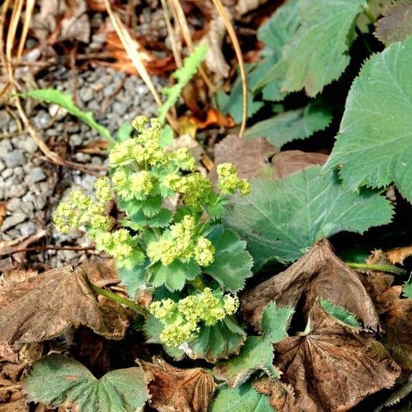 Alchemilla mollis 整株植物