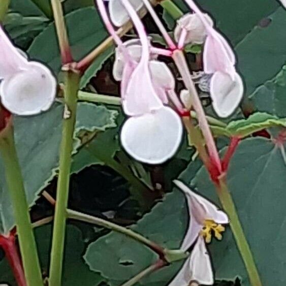 Begonia minor Fiore