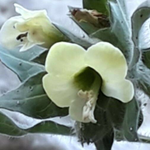 Hyoscyamus albus Fleur