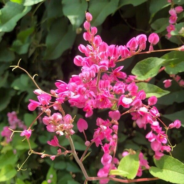 Antigonon leptopus Blodyn