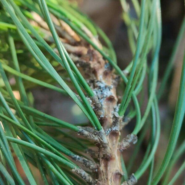 Pinus nigra Yaprak