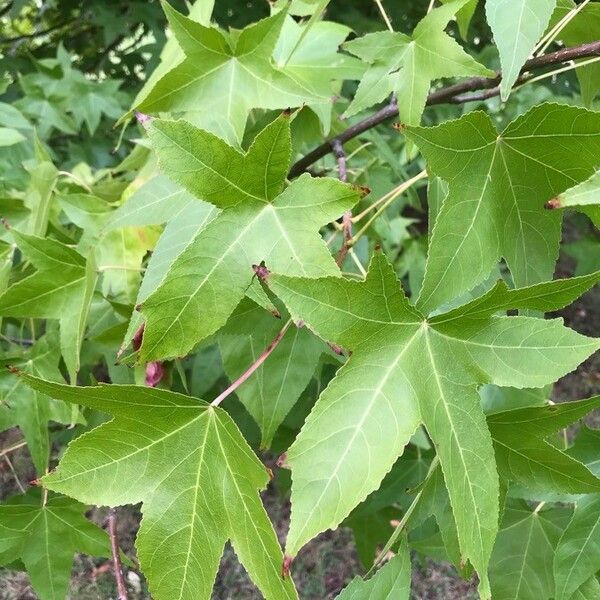 Liquidambar styraciflua Ліст