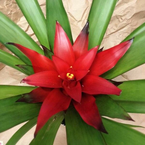 Guzmania lingulata Fleur