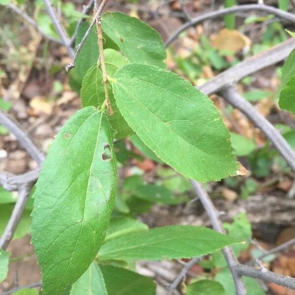 Grewia flavescens Folla