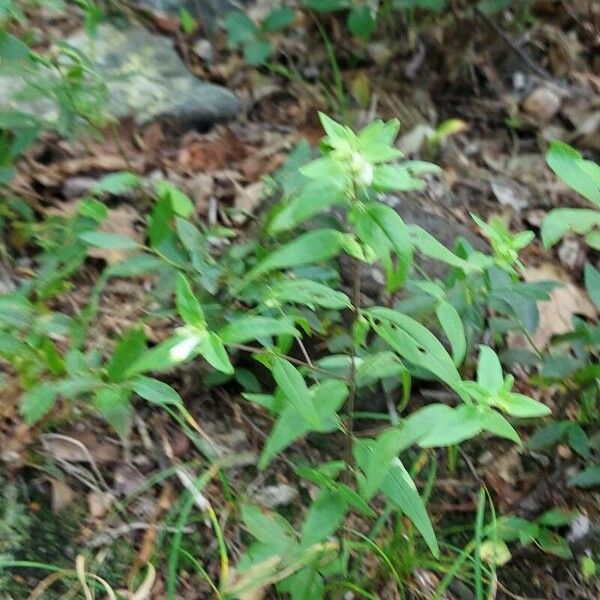 Melampyrum lineare Leaf