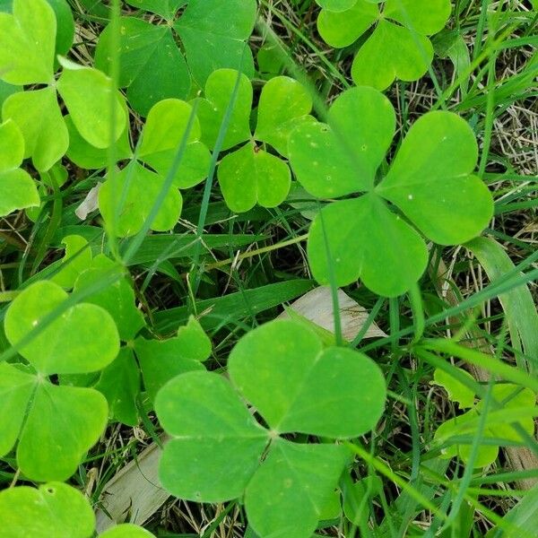 Oxalis latifolia Yaprak