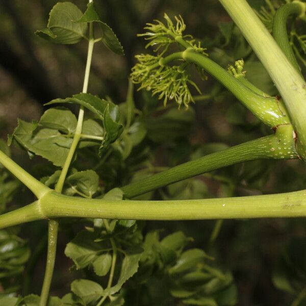 Aralia excelsa Leaf