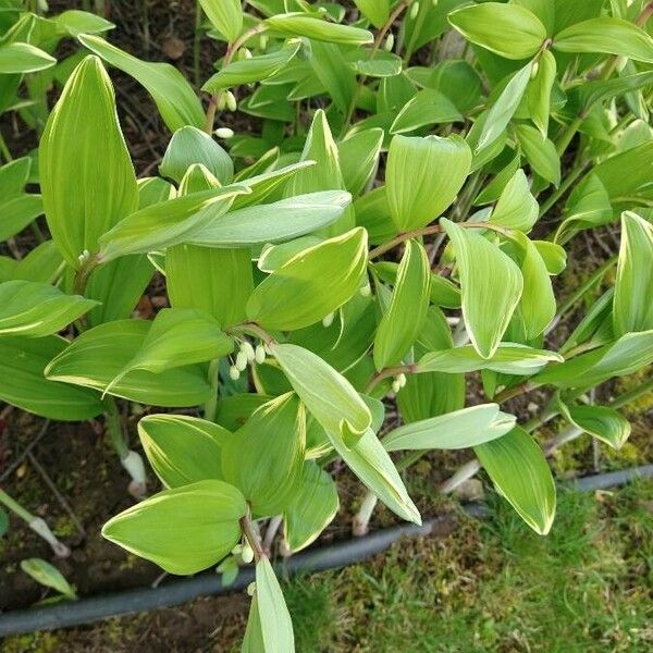 Polygonatum biflorum 葉