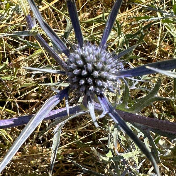 Eryngium amethystinum Flor