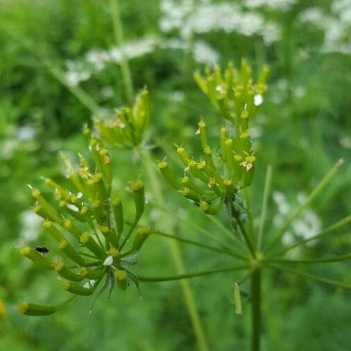 Conium maculatum Плод