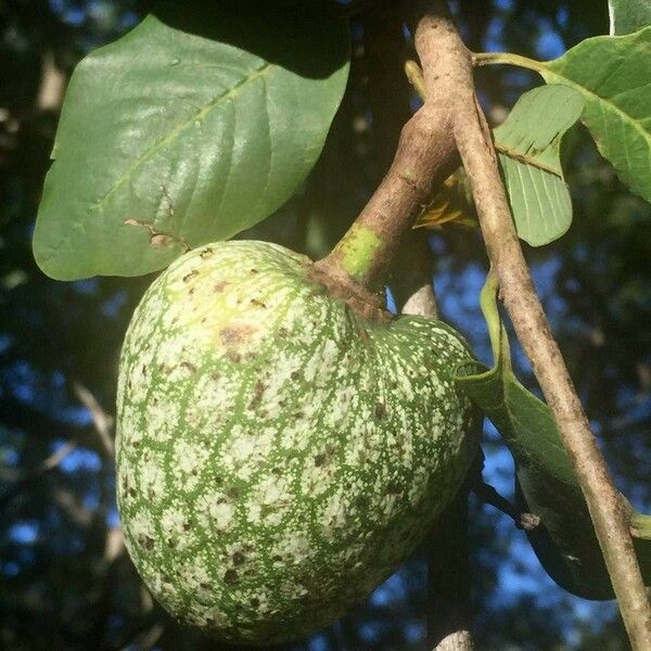 Annona senegalensis Fruct