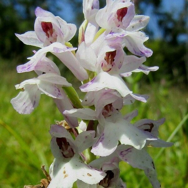 Dactylorhiza maculata 花