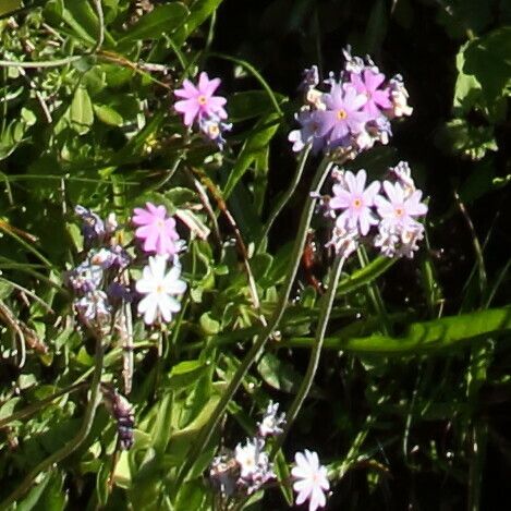 Primula farinosa Blüte