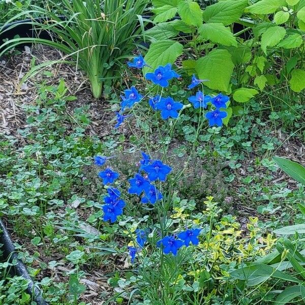 Delphinium grandiflorum Blomst