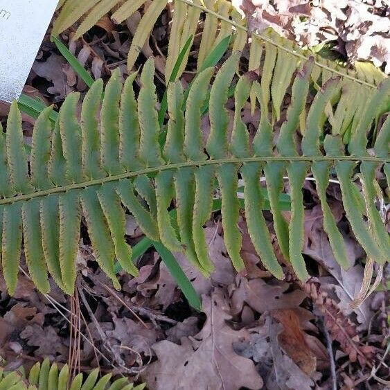 Polystichum munitum Blatt