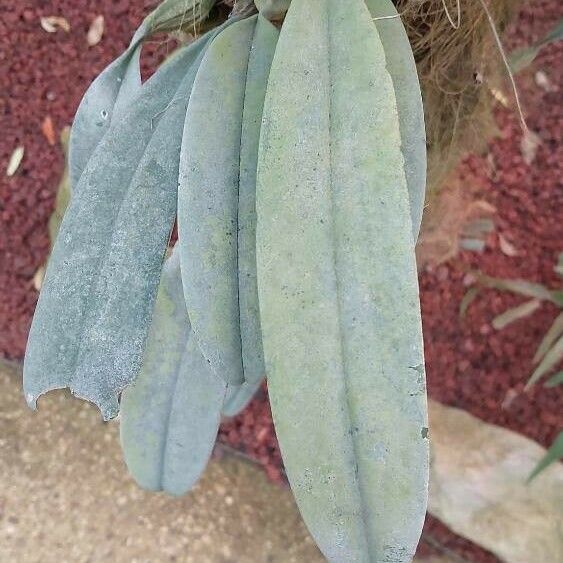 Bulbophyllum longiflorum List