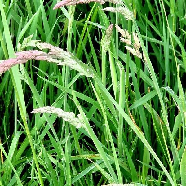 Holcus lanatus Leaf