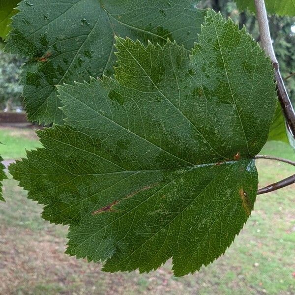 Crataegus mollis Leaf