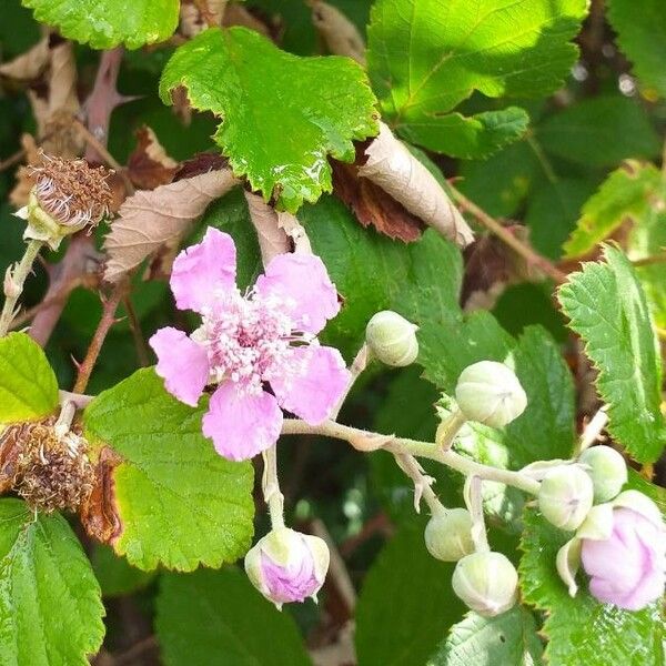 Rubus ulmifolius Blüte