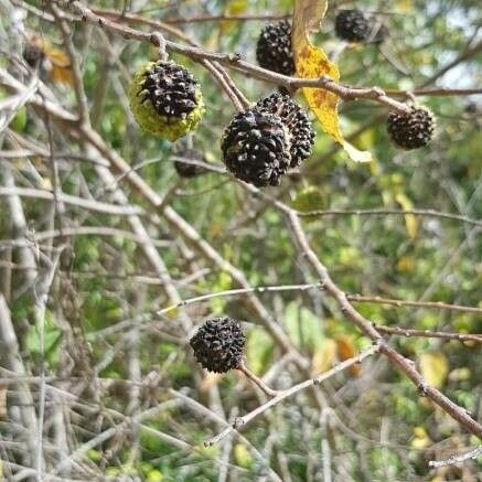 Guazuma ulmifolia Fruct