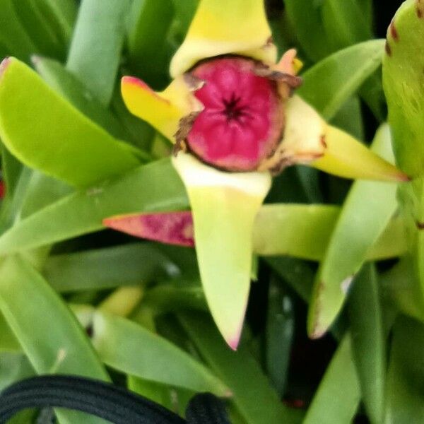 Carpobrotus acinaciformis Flower