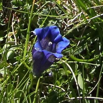 Gentiana clusii Çiçek