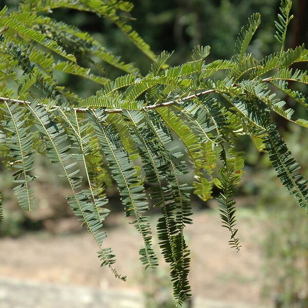 Phyllanthus emblica Blad