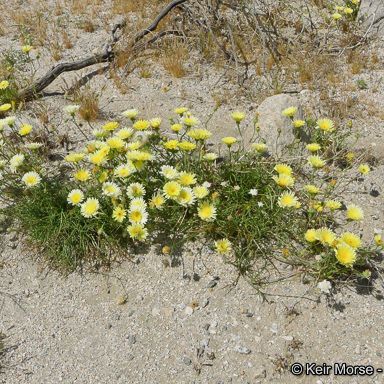 Malacothrix glabrata Flor