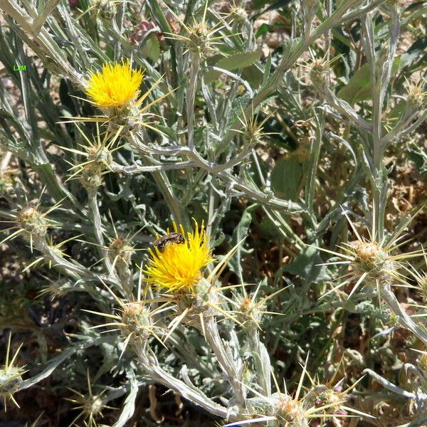 Centaurea solstitialis Blüte