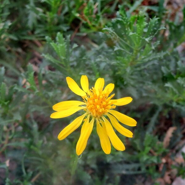 Haplopappus glutinosus Habit