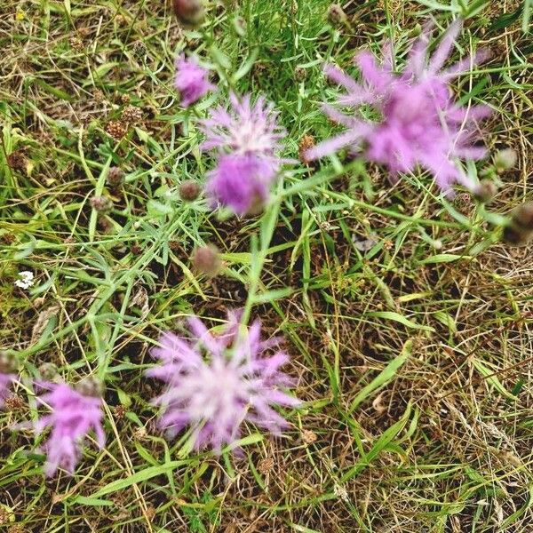 Centaurea stoebe Hábito