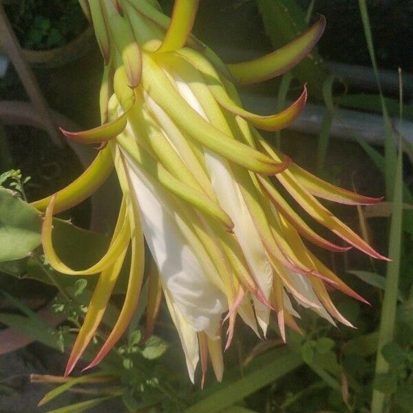 Hylocereus undatus Flower