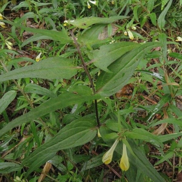 Melampyrum pratense ഇല