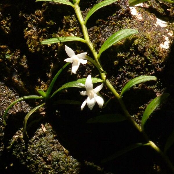 Angraecum ramosum Облик