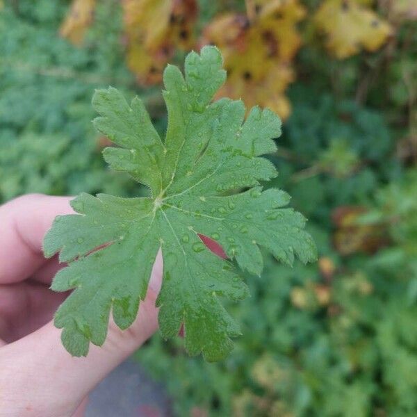 Geranium macrorrhizum Leaf