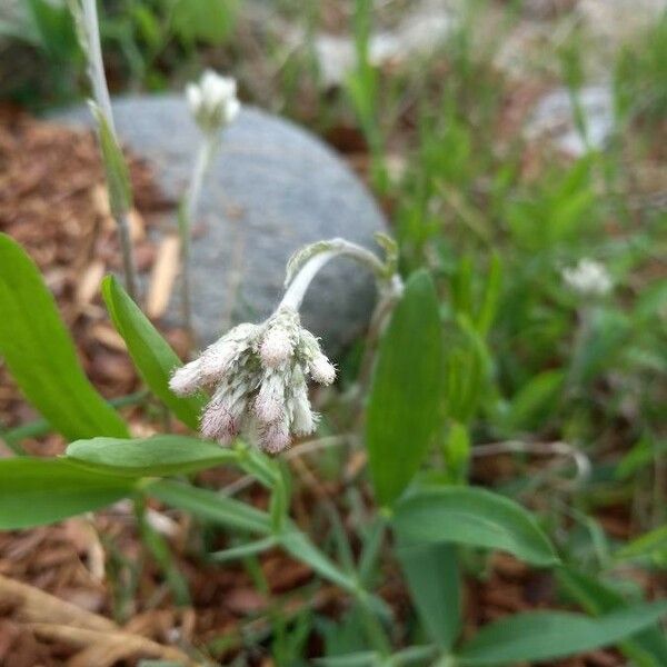 Antennaria plantaginifolia Õis