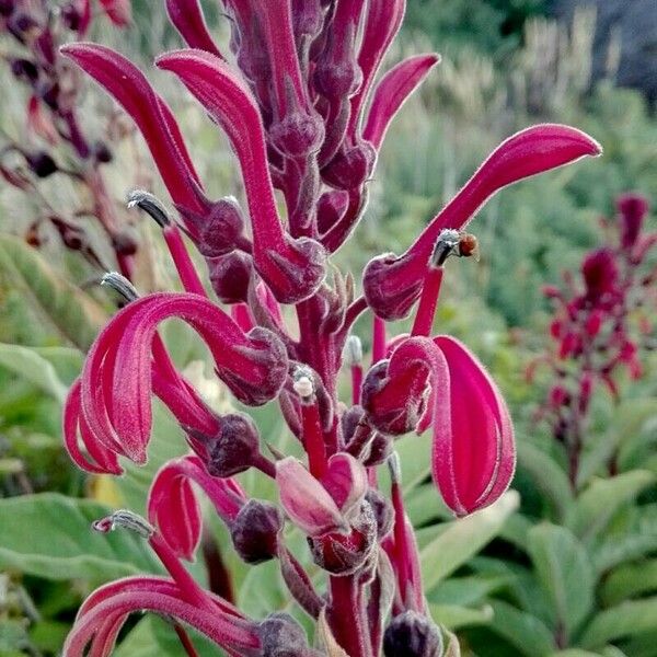 Lobelia tupa പുഷ്പം