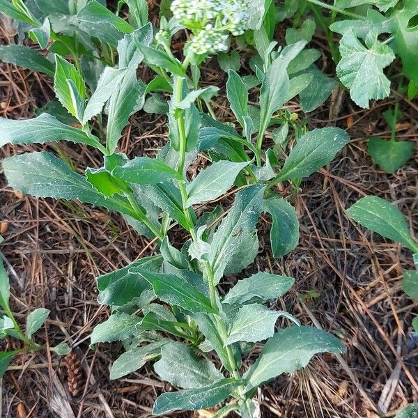 Lepidium draba Other