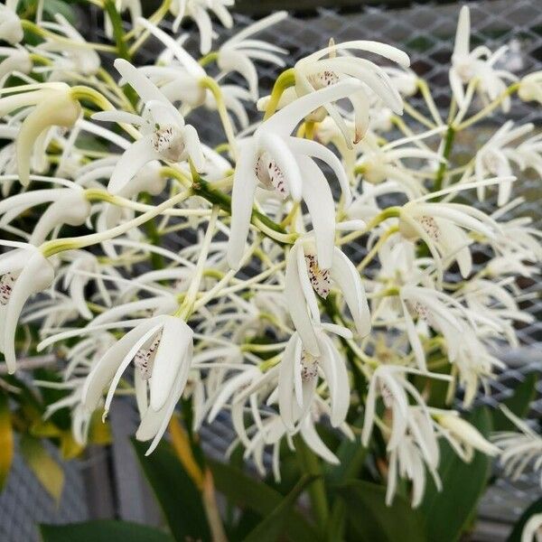 Dendrobium speciosum 花